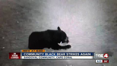 Sandoval Bear Strikes Again