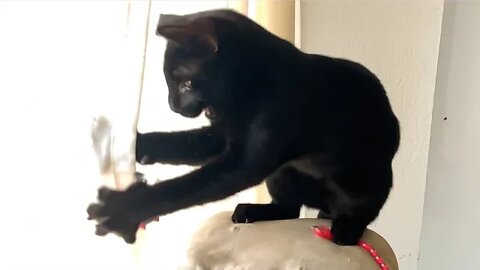 Best Anti Stress Ever! Watching Cute Kitten Play 😻