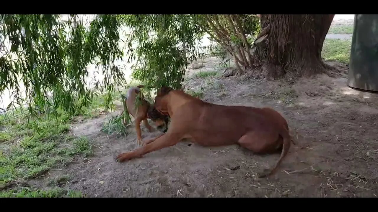 Lion Hound Tickle in Training with Lion Hound Mister