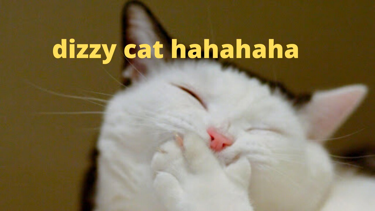 stubborn cat