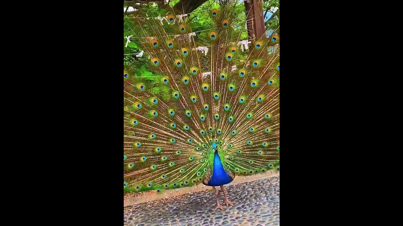 Most Beautiful bird- The Green Peafowl