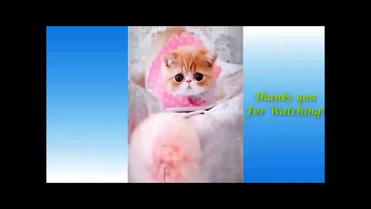 Funny And Cute Cat&apos;S Life