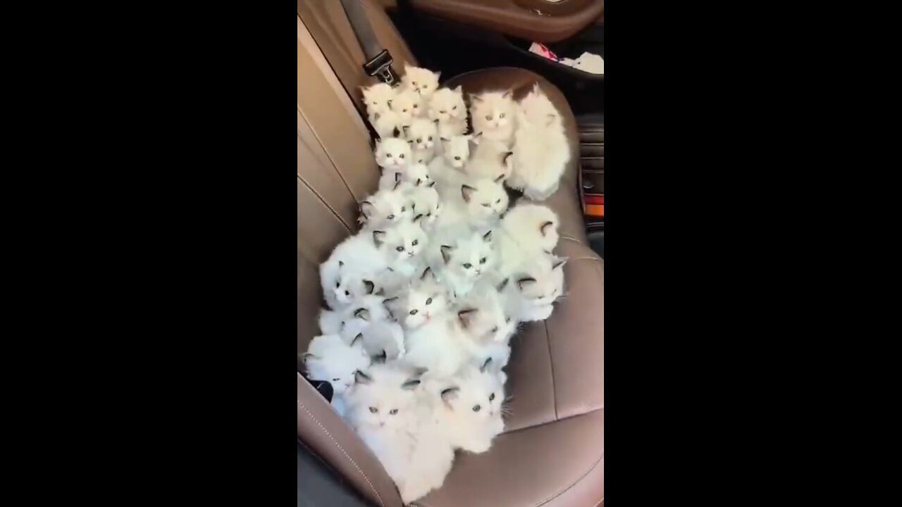 That's a lot of kittens