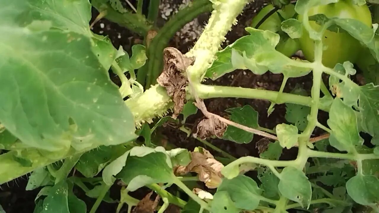 Something Eating on Our Tomato Plant