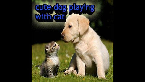 Cute dog playing with cat