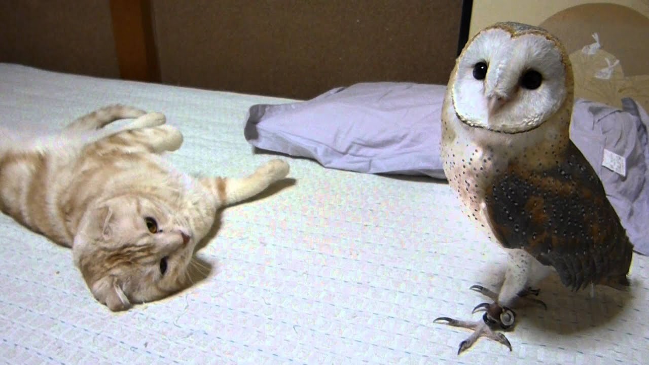 My bran owl and cat