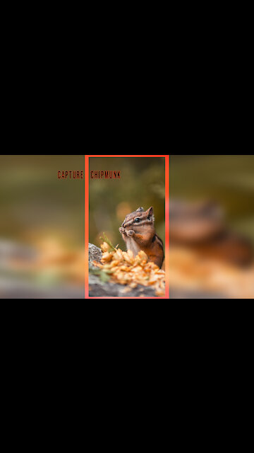 Capture Chipmunk