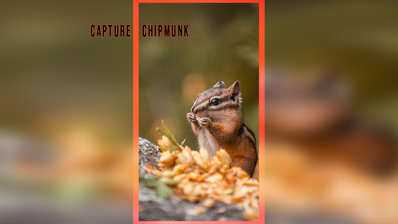 Capture Chipmunk