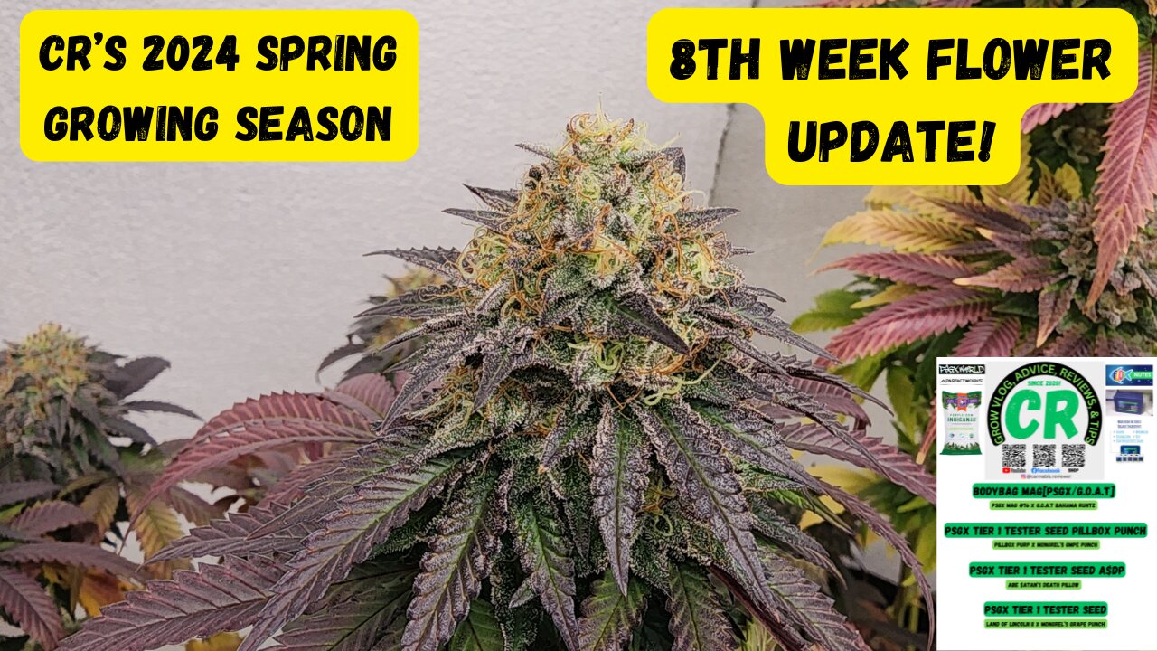 CR's 2024 Spring Growing Season - PSGX Tier 1 Tester Plants 8th Week Flower Update!