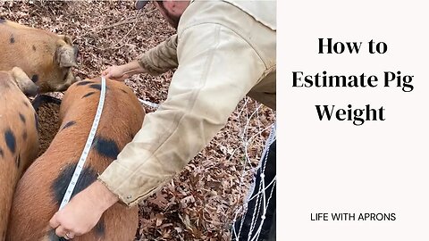 How to estimate pig weight