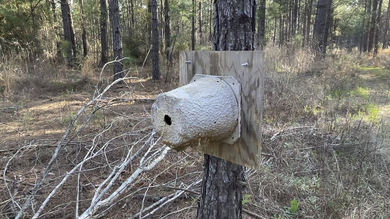 HONEYBEE FLOWERPOT SWARM TRAP! Beekeeping early days!