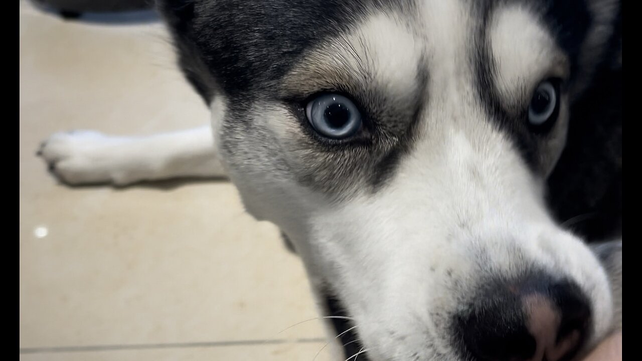 Husky pawgun attack