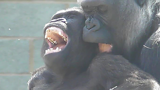 Heartwarming Wrestling Match Between Gorilla Youngster And Grandma