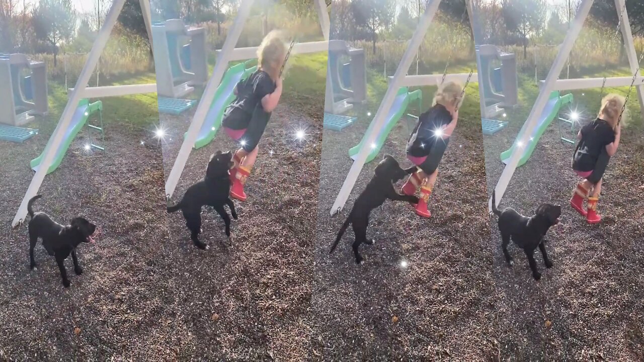 Remarkable puppy learns how to push toddler in a swing