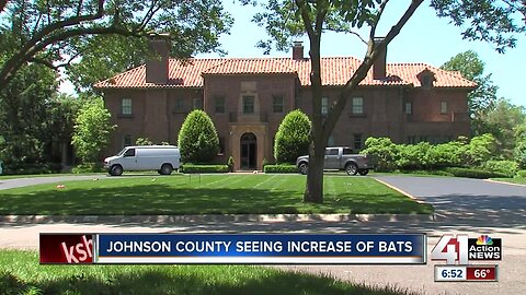 Bats: The uninvited guests in Johnson County homes