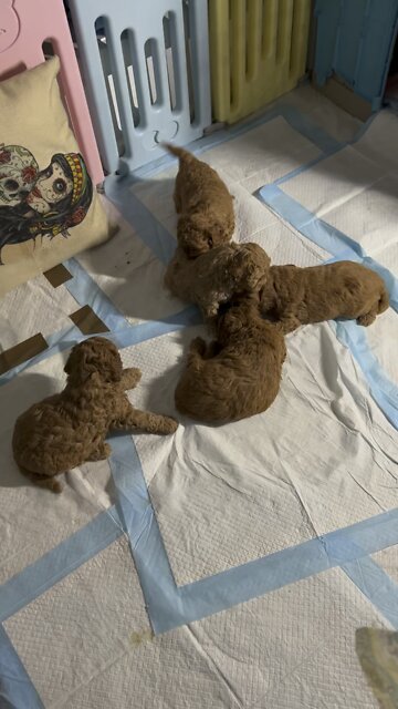 Cavoodle babies 4 weeks 🐶🐶🦷🙏🏻😍🥰