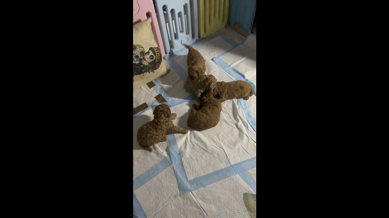 Cavoodle babies 4 weeks 🐶🐶🦷🙏🏻😍🥰