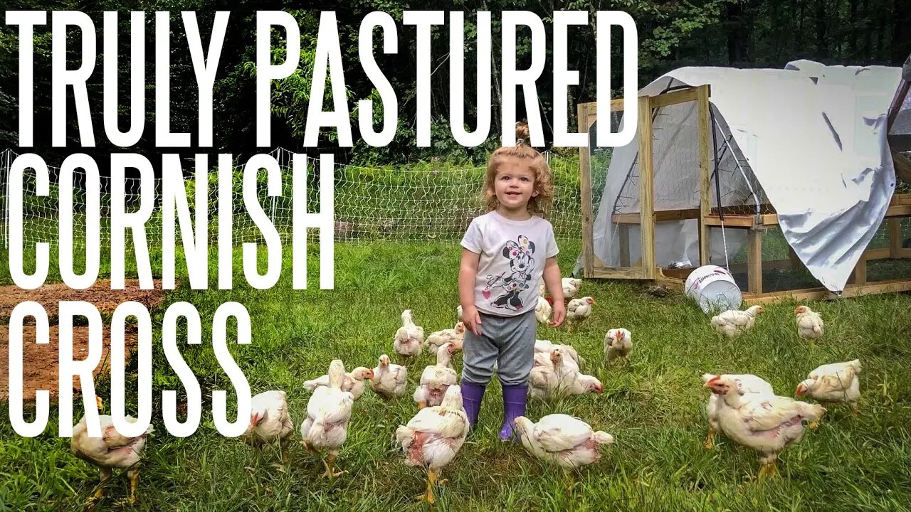 Pastured Cornish Cross Chickens Are Possible! Here's How!