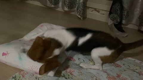 borem is going to sleep
