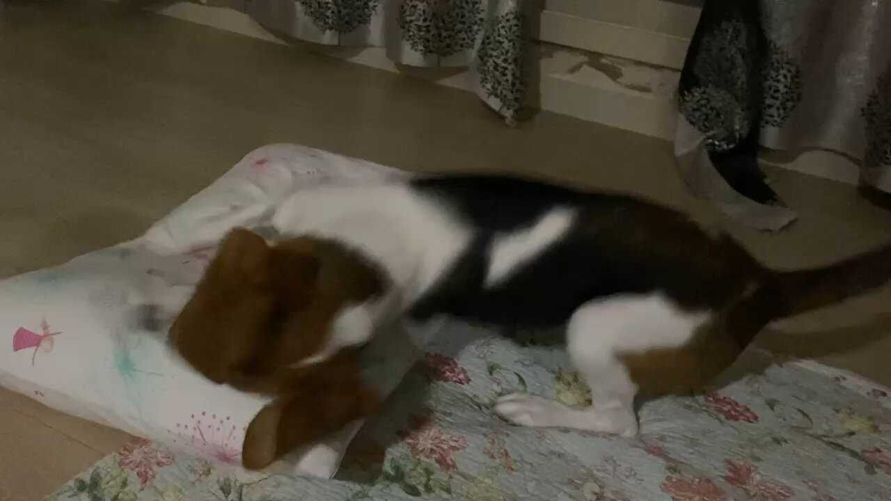 borem is going to sleep