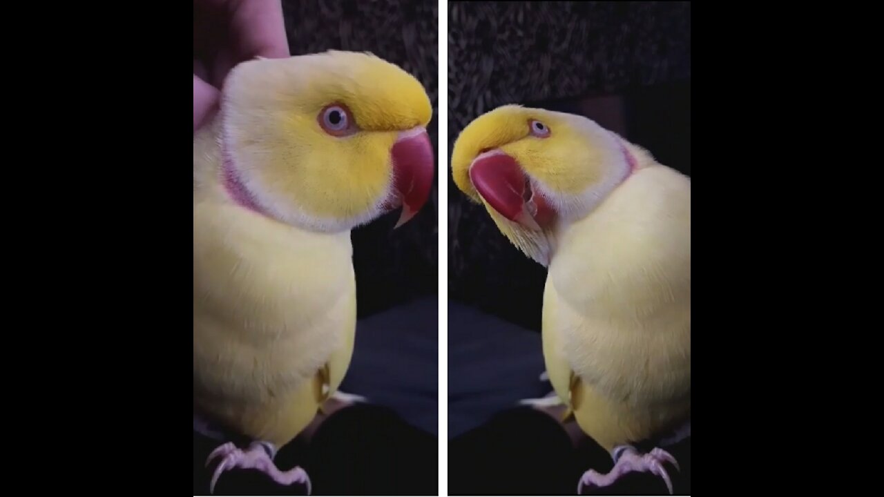 Chatty parrot has the sweetest "thankyou"!