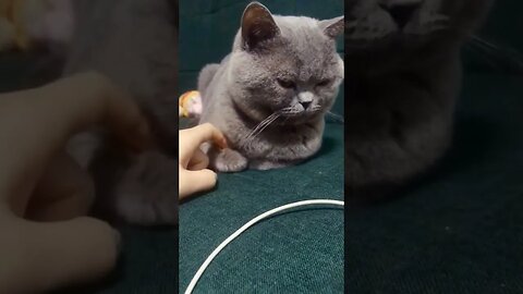 tiktok kitcat33333