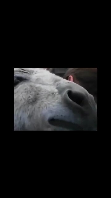 A donkey shows she still loves her former owner after not seeing her for a few years