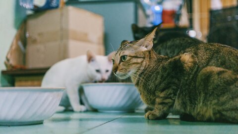 😻Kitten Sharing Food With Its Partner