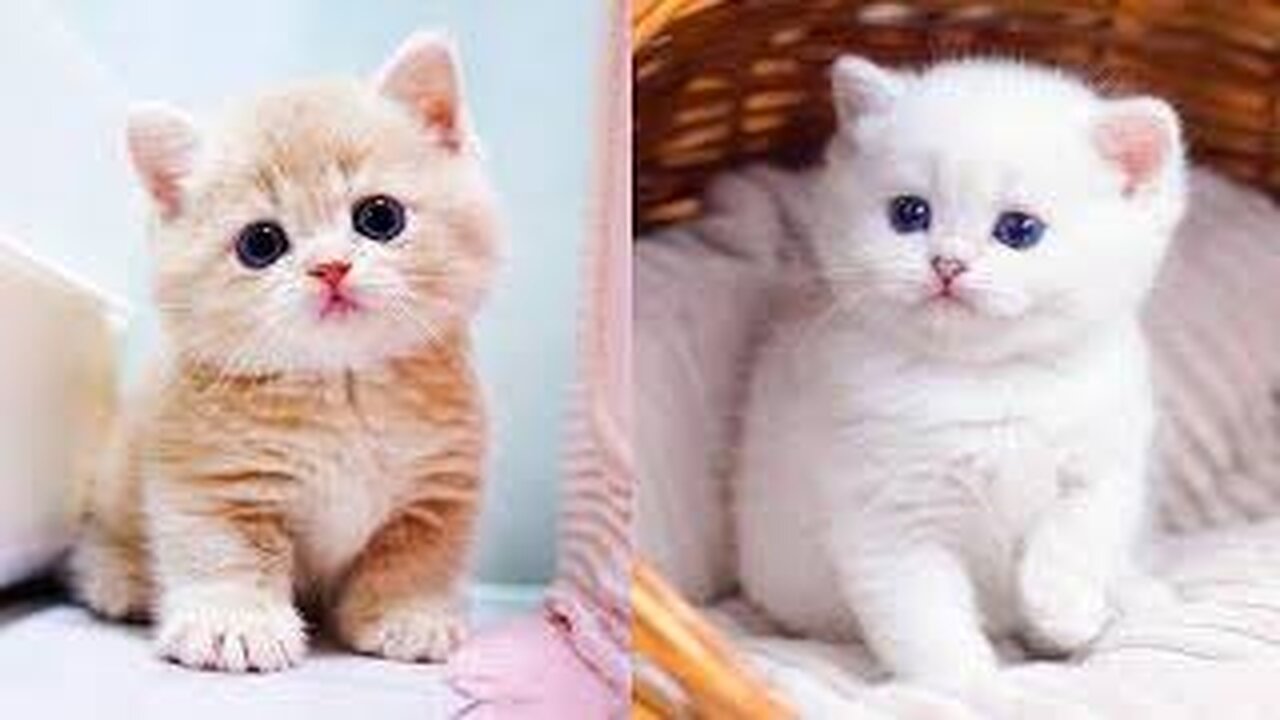 Cute Kittens - Funny and Cute Cat Videos Compilation 2023 #11