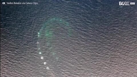 Des baleines à bosse, artistes de l'océan