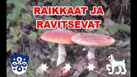 Raikkaat ja ravitsevat kärpässienet