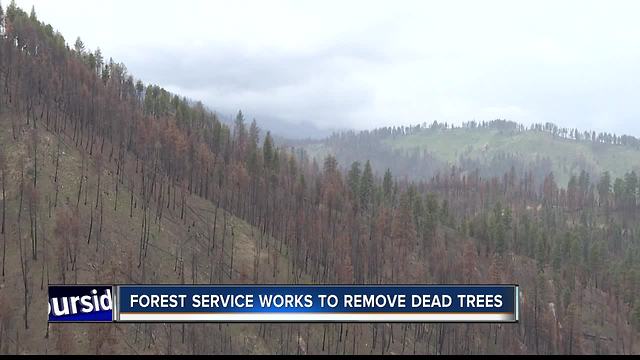 Restoration efforts underway to repair land damaged by the Pioneer Fire