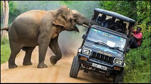 CRAZY Elephant attack tourists vehicle in Africa