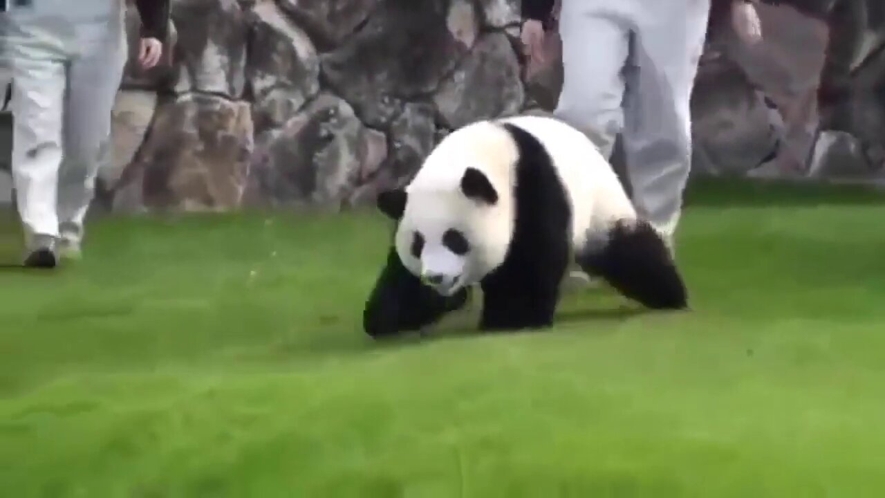 Try Not To Laugh - Funny Panda Video 2021 | Pets Town