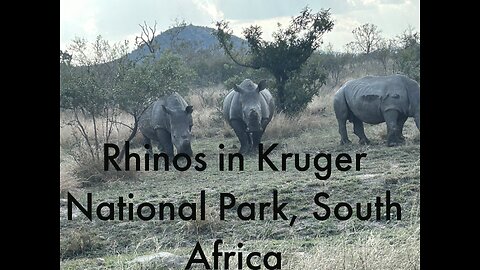 Rhinos in Kruger National Park ,SA