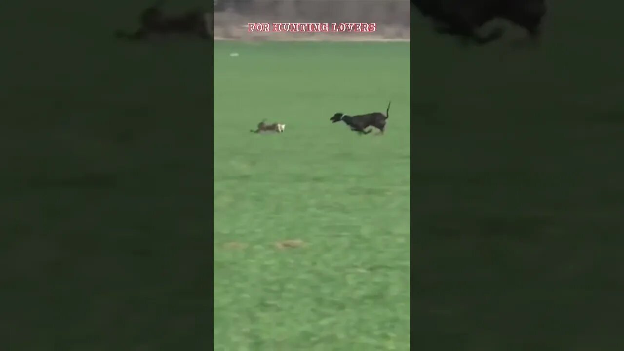 OMG 😱 unbelievable Hare 🐇 with high speed chasing from two Greyhounds Dogs 🐕 Galgos y liebres