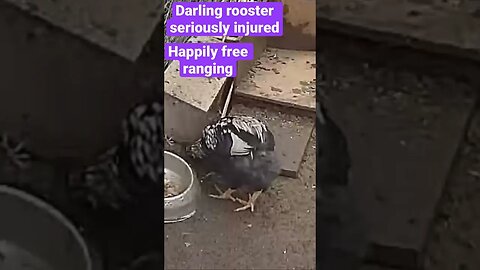 Farm cameras monitoring farm birds