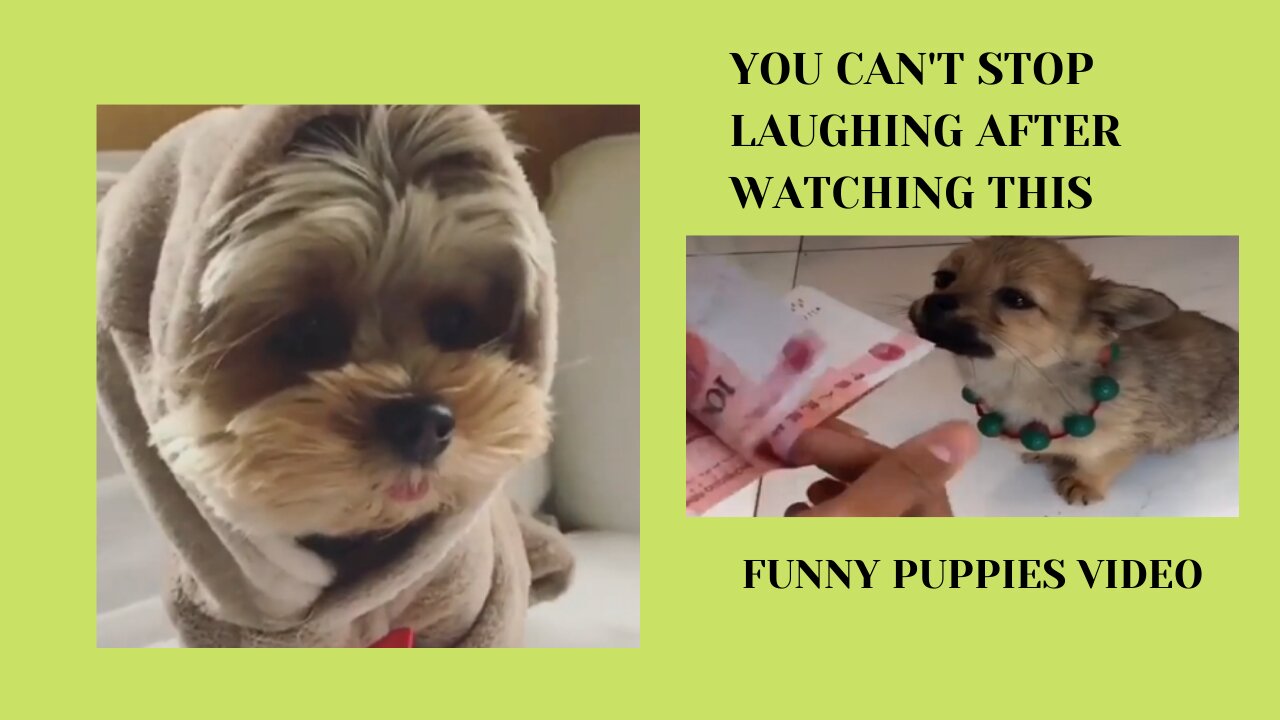 Cute funny puppies compilation...