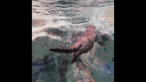 Otters swimming happily