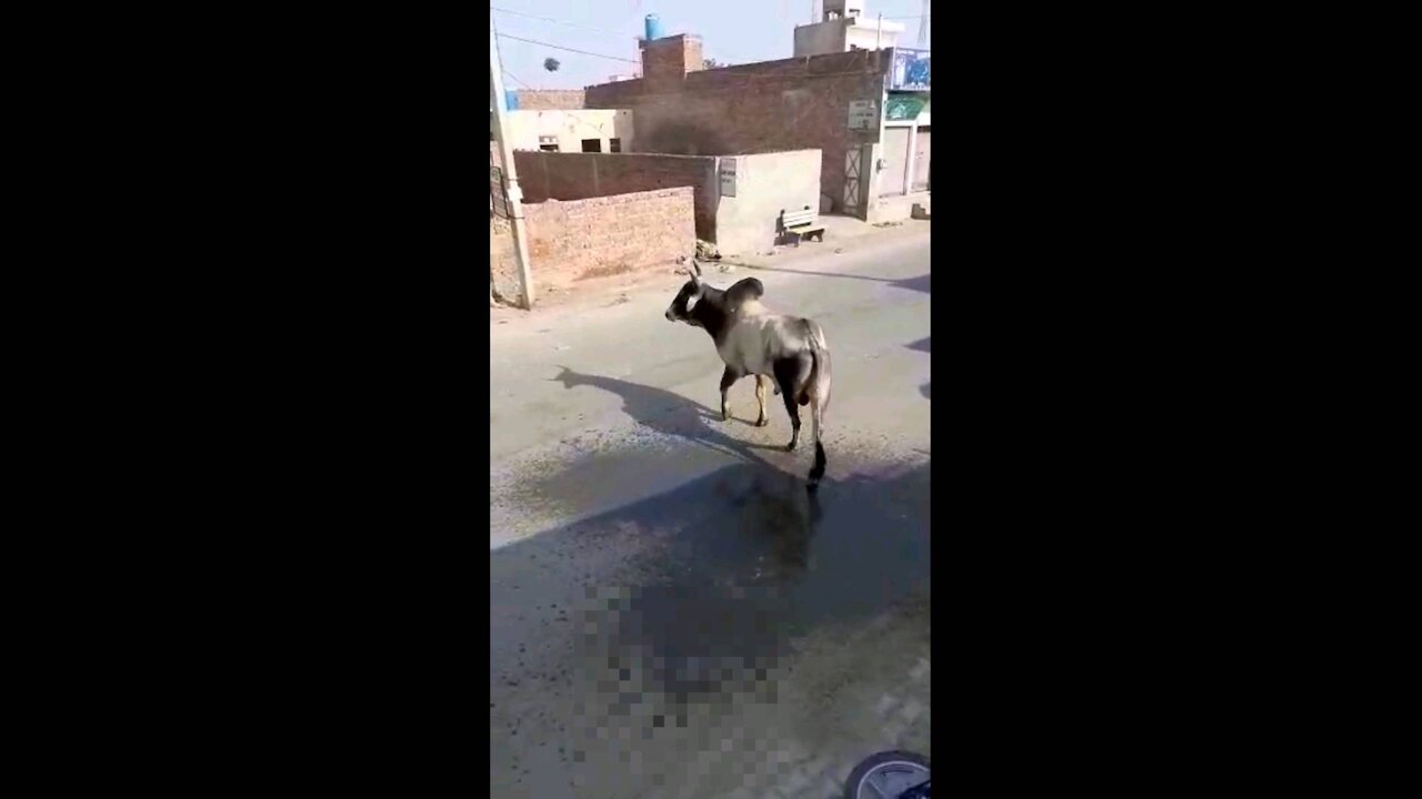 Funny video must watch with cow hit old man of his bicycle watch to see what happens