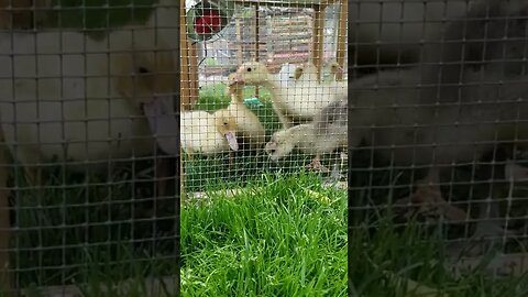 #ducks #geese #farmanimals #farm #farmlife #homesteadlife #homesteading #cute #animals