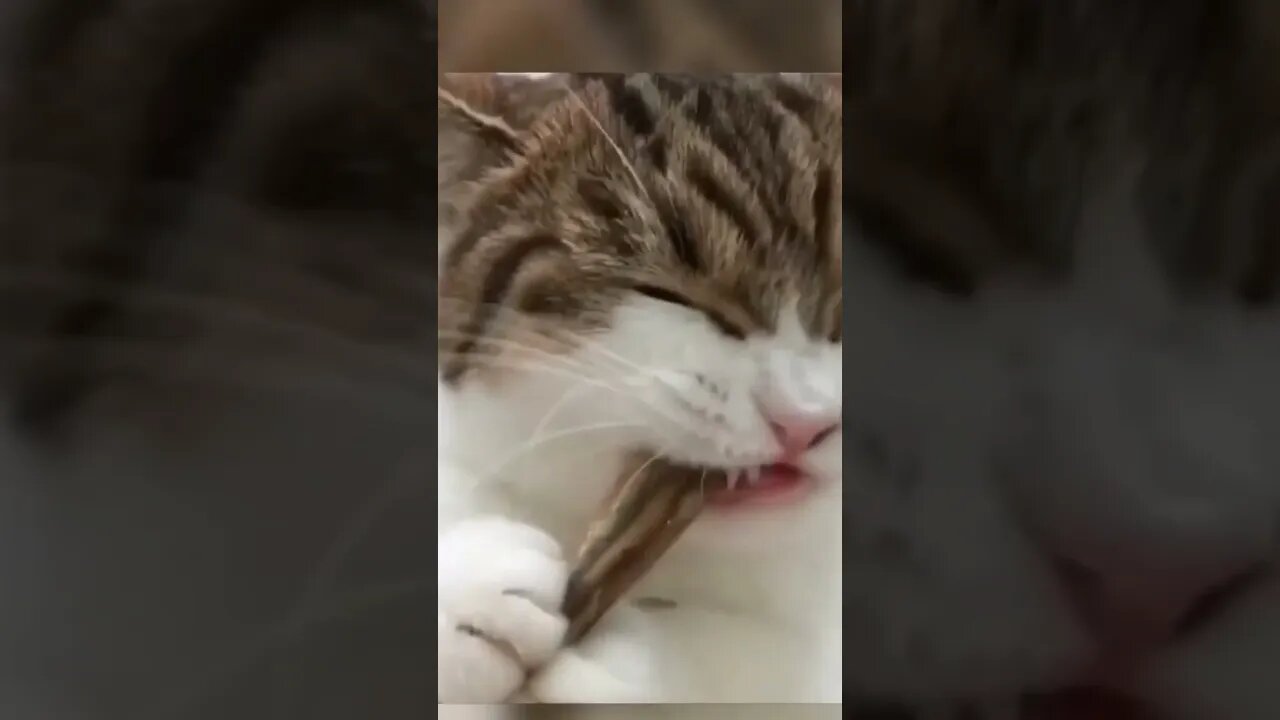 Cat is Funny #shorts