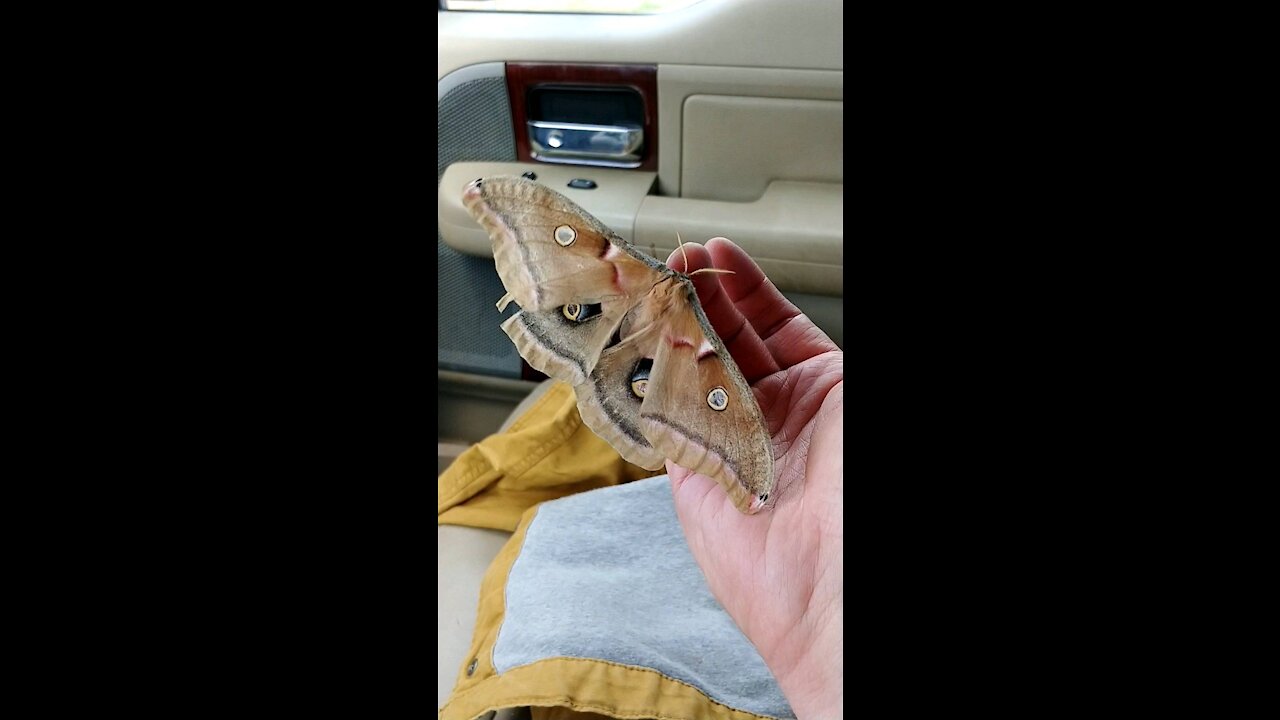 Large moth in Oklahoma