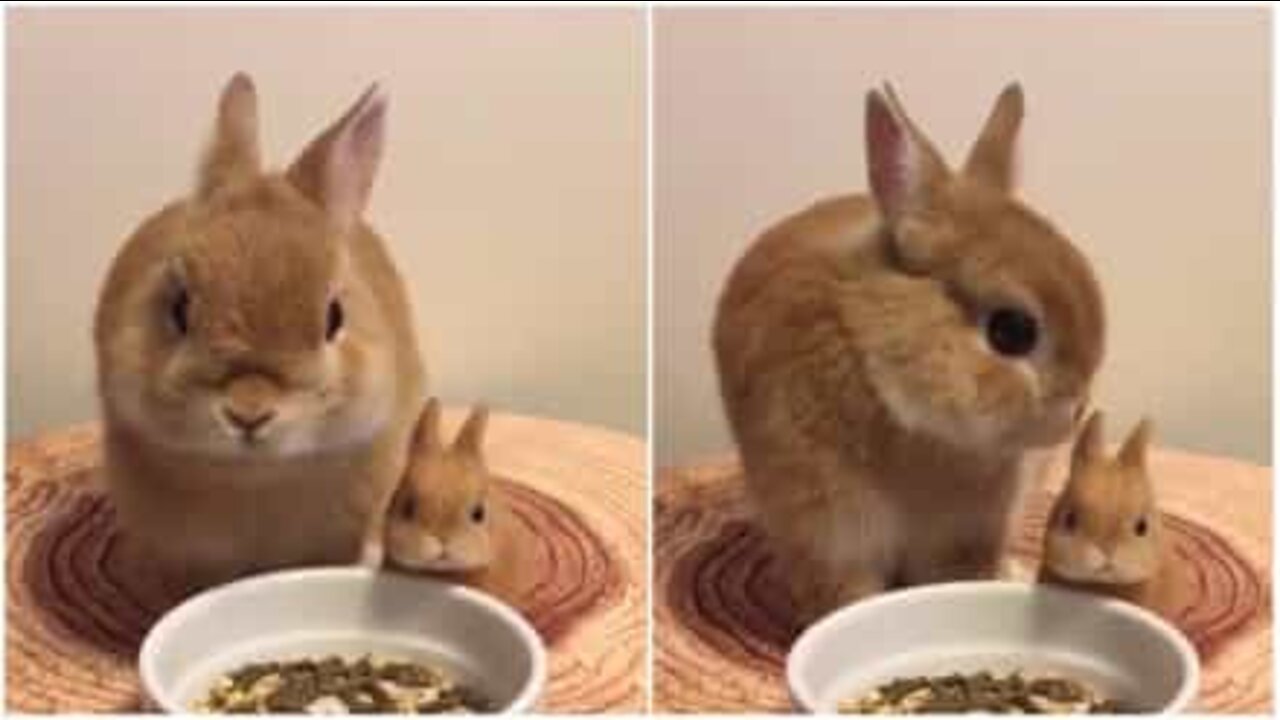 Bunny munches on meal next to his miniature toy