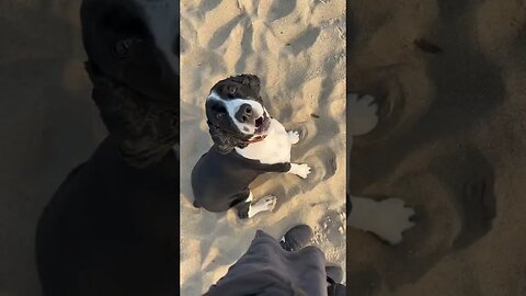 Dogs, Dogvideos for Doglovers only dof care tips and grooming tips 46