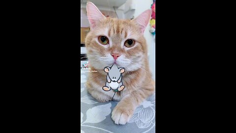 🐈😺 cat