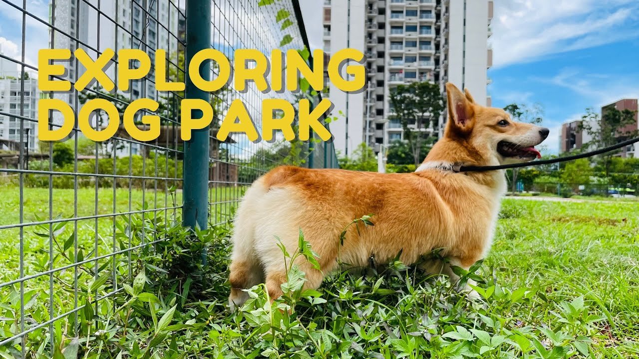 Shinji The Corgi- Dog Backpack and Dog Park