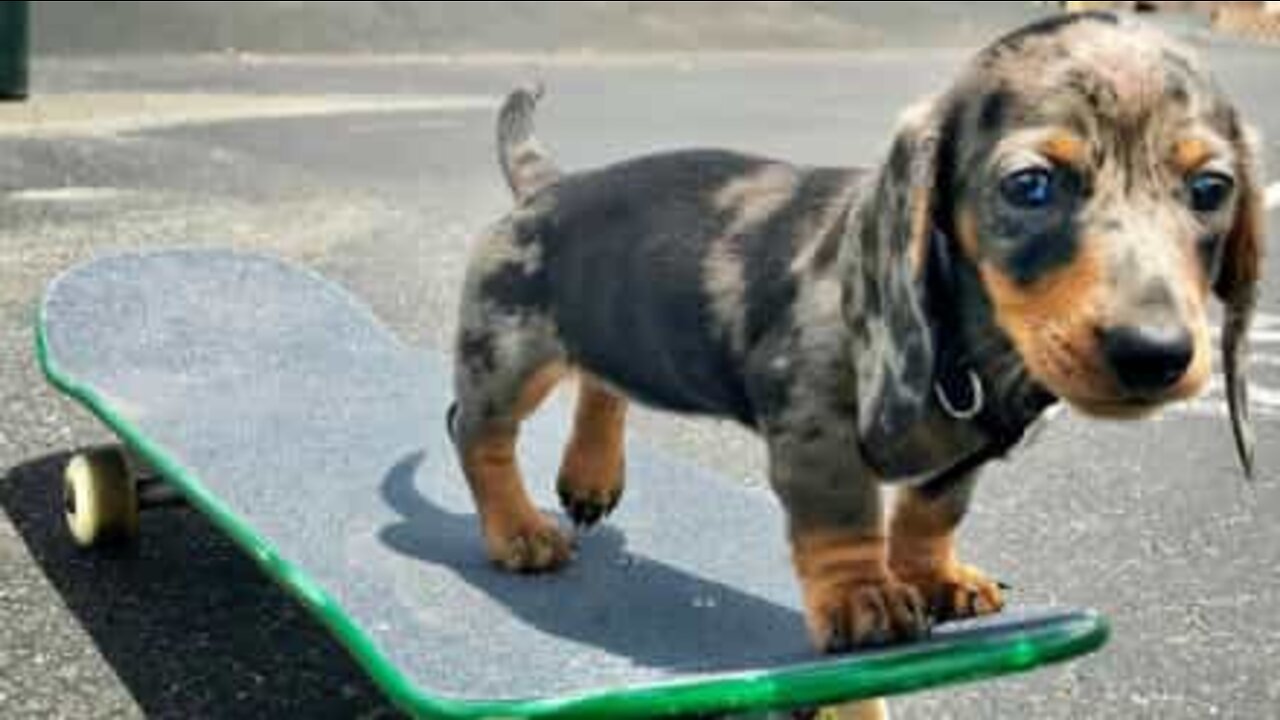 Il suono adorabile prodotto da questa cagnolina!