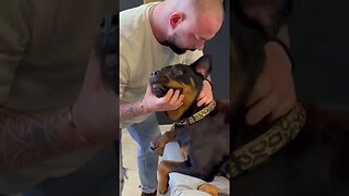 All Dogs Chiropractor Crack ASMR Satisfying Sound