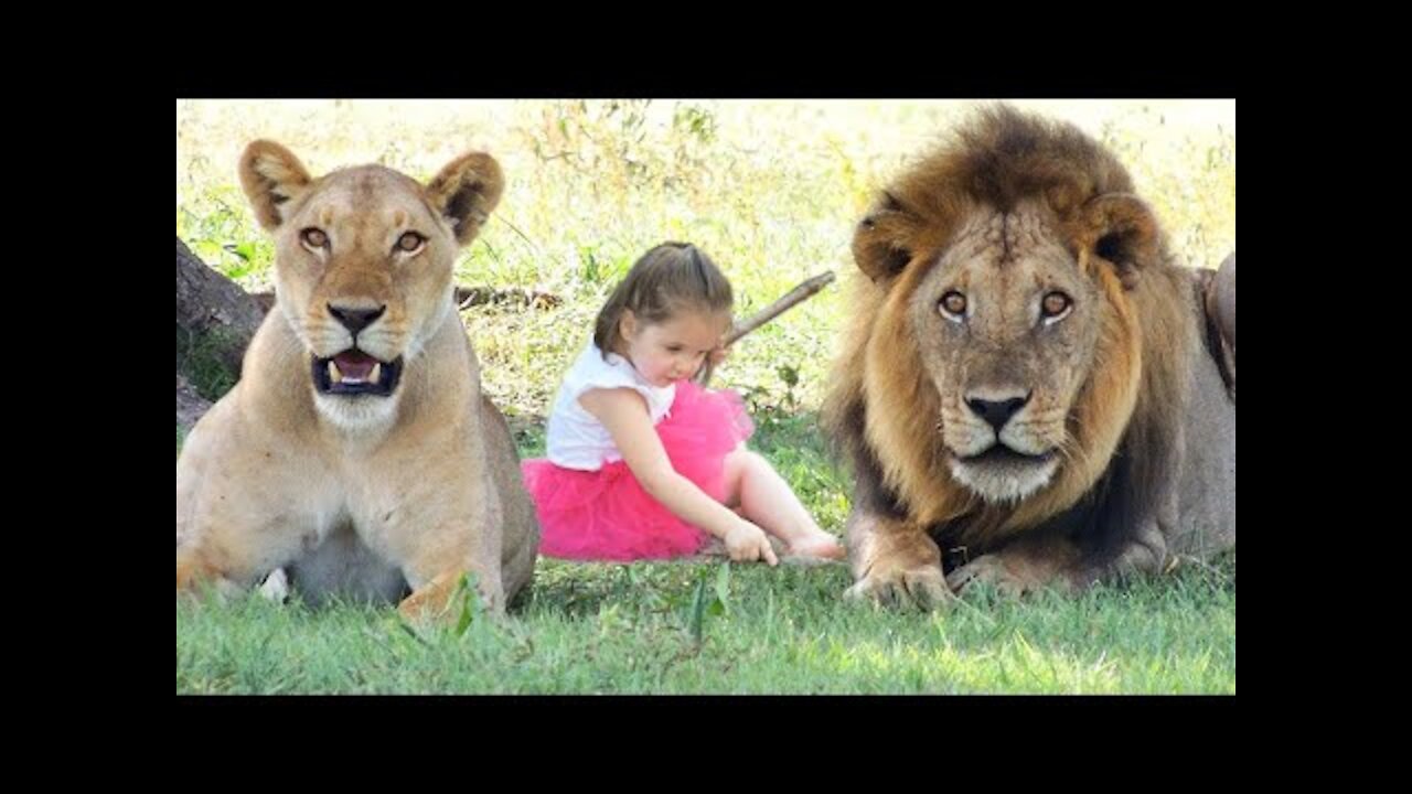 15 Wild Animals That Saved Human Lives :O